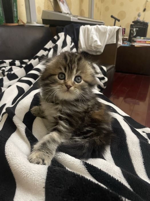 Девочка вислоухий Мэйн Кун