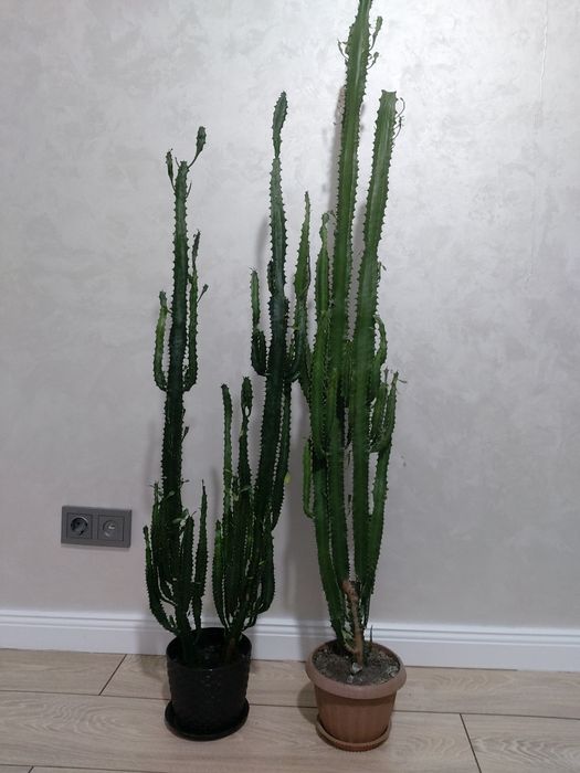 Продам домашний цветы