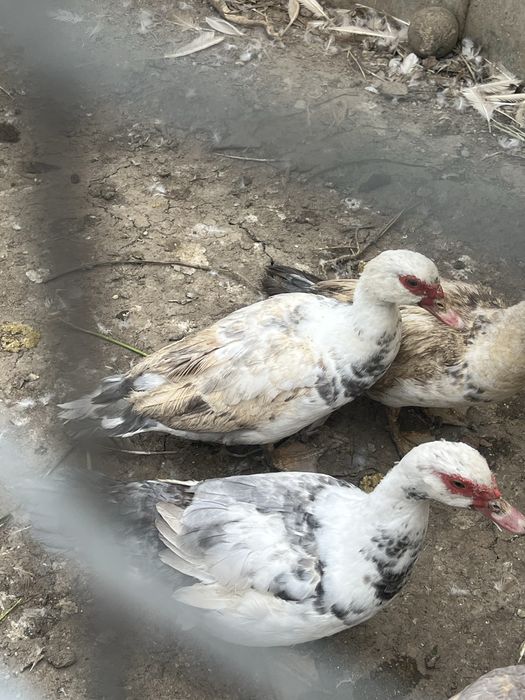 Mai multe rase de porumbei si pasari de tara!