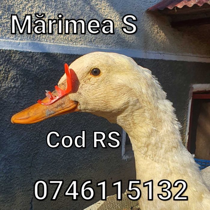 Rate Gaste - Ochelari Pasari - Impotriva canibalismului/luptelor -  RS