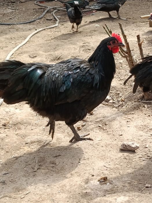 Австролоп Румыния хурозла сотилади