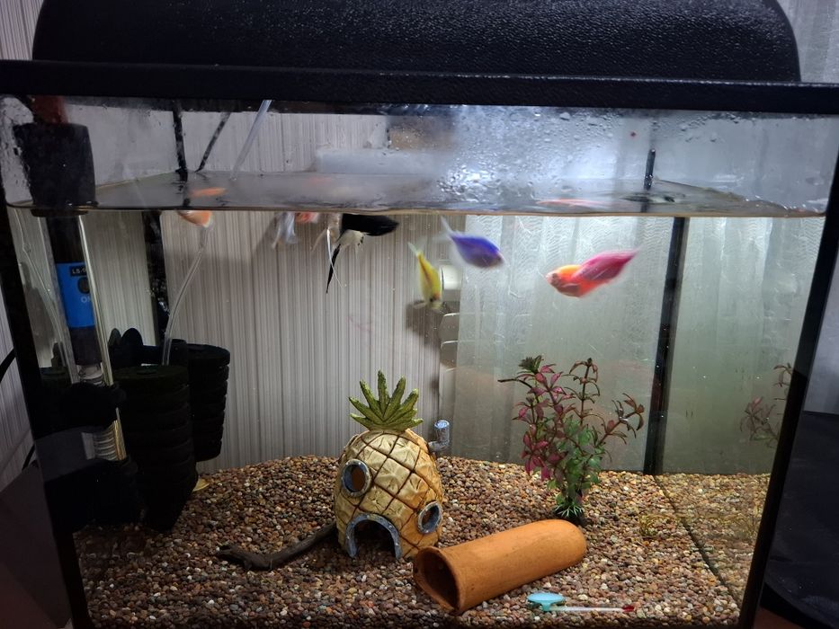 Аквариум с рыбками