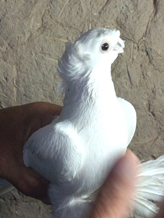 На продажу выставлены настоящие джизакские голуби