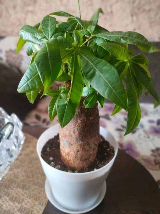 Пахира продам цветок