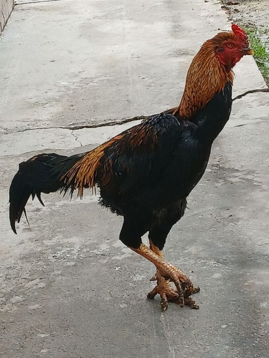 Dakan xoroz sotuvda