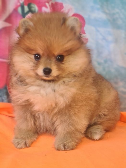 Продам щенка шпица.