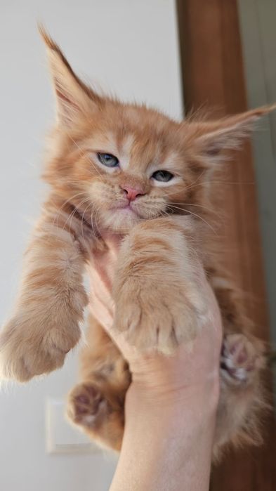 Королевские Котята Мейн-кун в Рассрочку