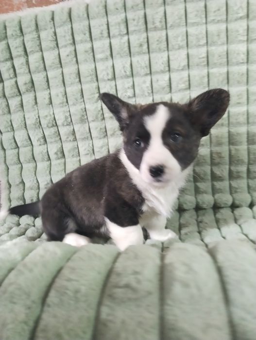 Щенки вельш корги кардиган
