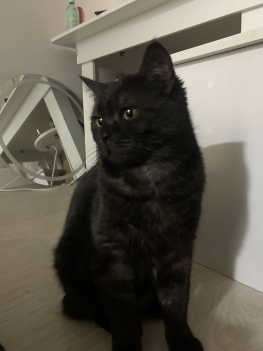 Маленькое сердечко ищет свой дом