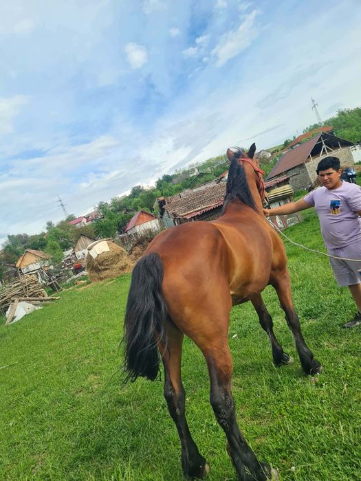 Vând iapa de 7 animerge la căruță la pădure nu se da fara proba înălțime 1.73 Olanda nu musca nu zvârle iapa de pădure mai multe detalii la telefon