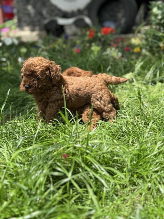 Пудел Той/Poodle Toy