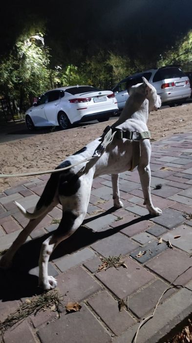 Питбуль на вязку