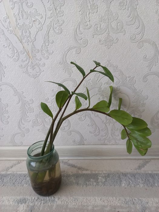 Продам отросток Долларовое дерево