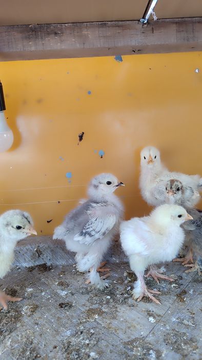 Брама зотли жу́жалар сотилади