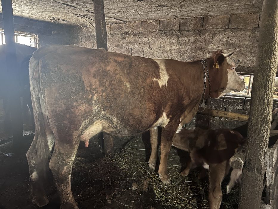 Vaca baltata cu vitel fatata  recent
