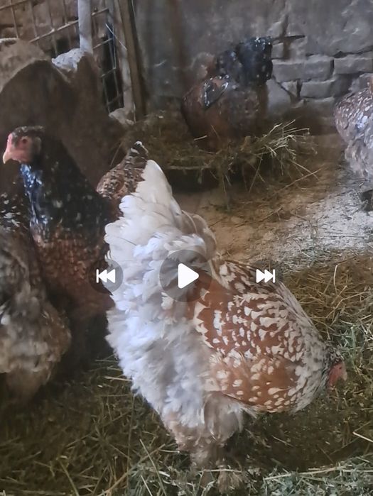 Oua brahma pentru incubat