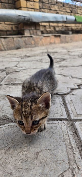 Отдам котят в добрые руки