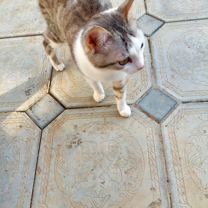 Кошка умная девочка