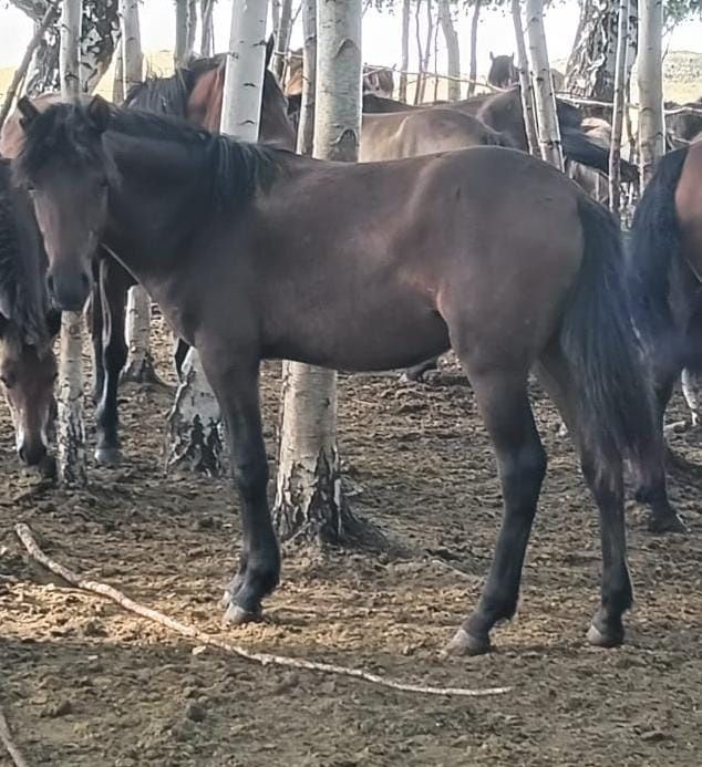 Продам два тая,девочки.