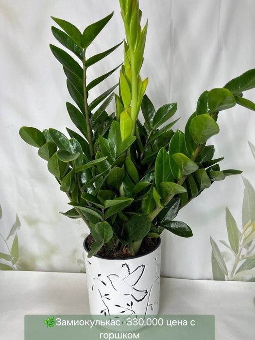 Монстеры и Замиокулькасы