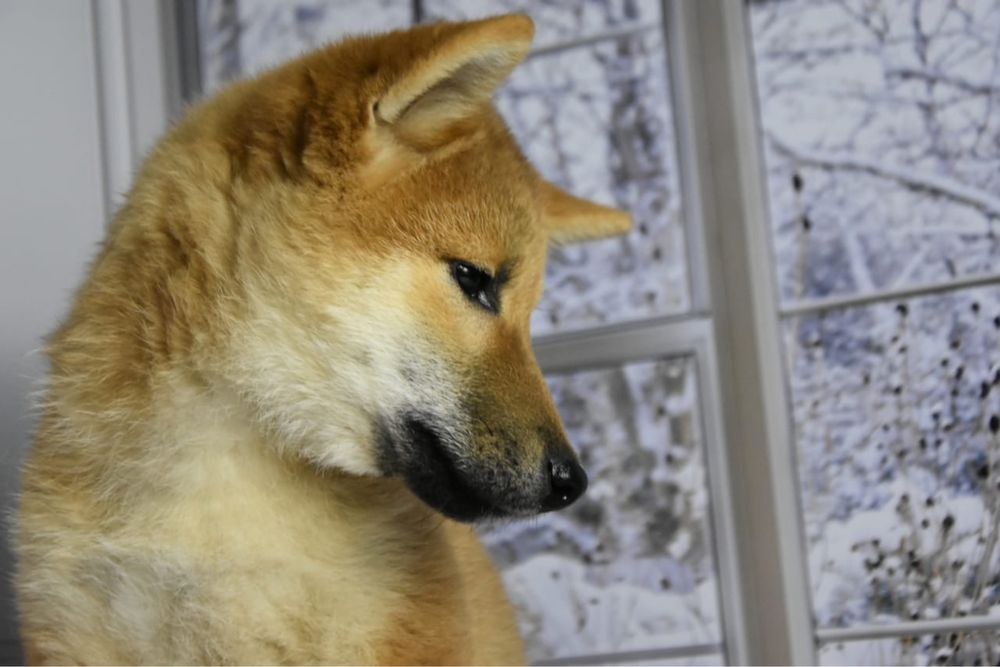 Сиба ину щенки с документами