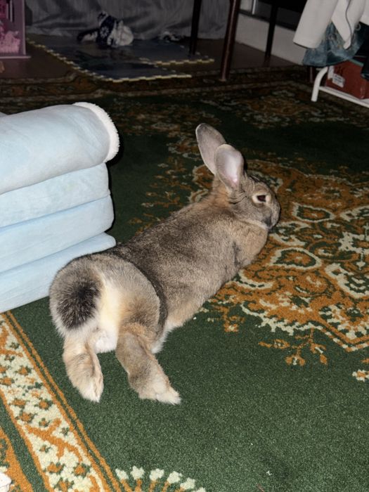 Продам красивого милого кролика