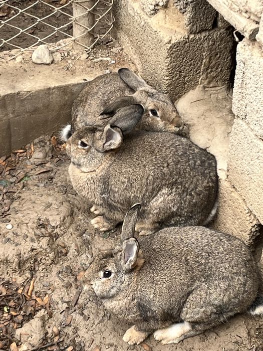 Кролик қоян девочки