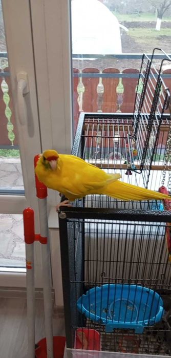 Мъжки Папагал Какарики с клетка и аксесоари