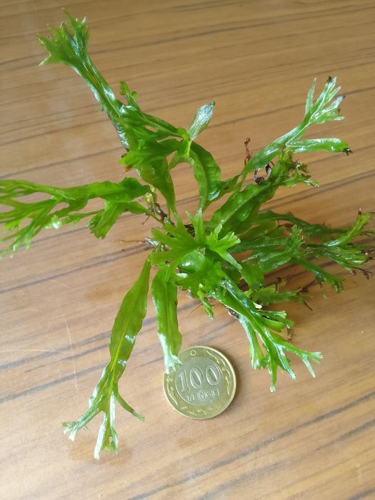 Продам папоротник Винднлов