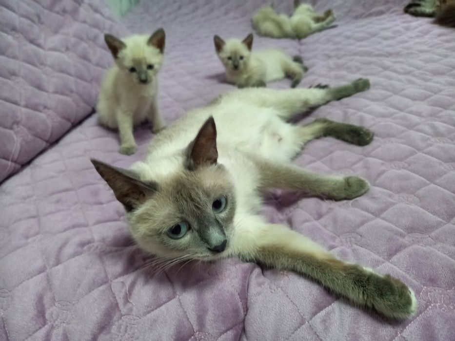 Котенок Девочка, 2 месяца