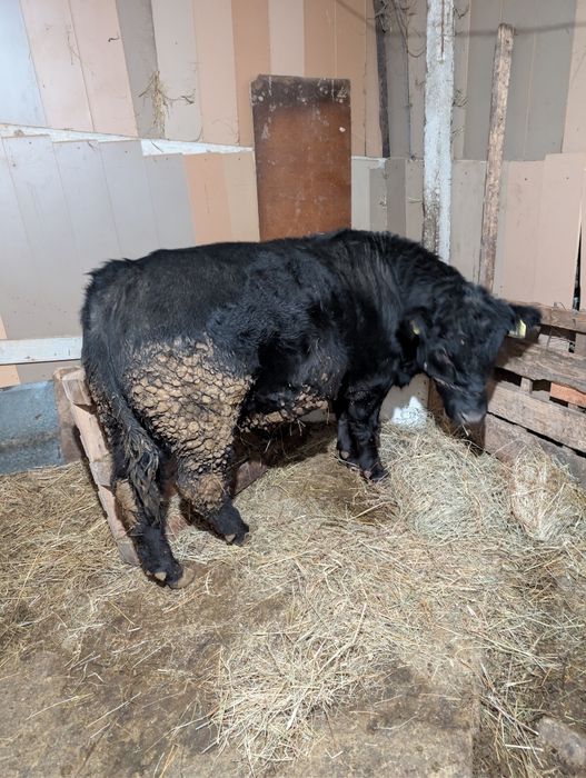 Vând tăuraș Angus