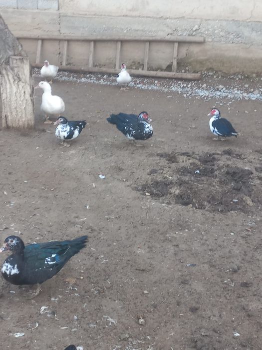 Продается индоутки самка,самец