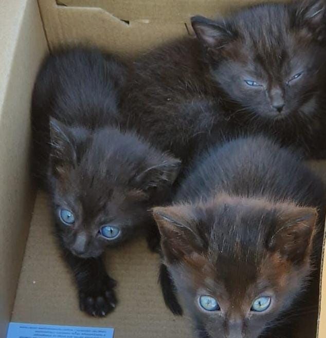 Отдаю котят в добрые руки!(можно и по одному)