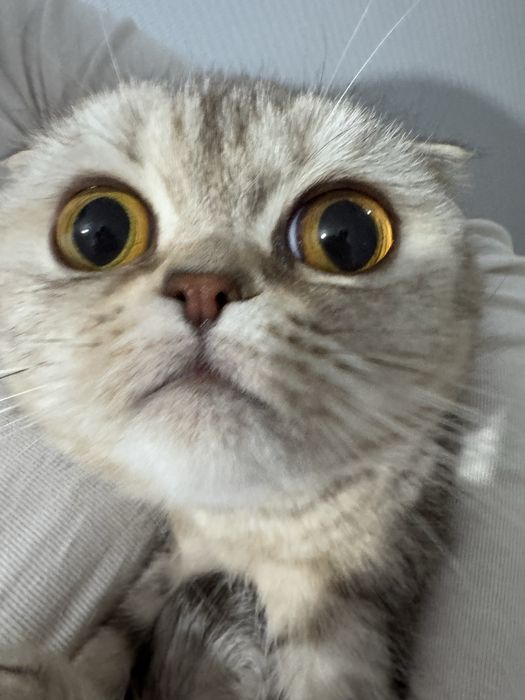 Шотландская кошка