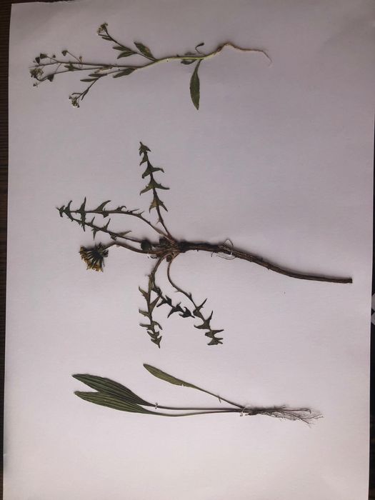 Морфологичен хербарий