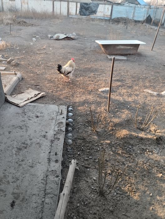 Молодые петушки разные