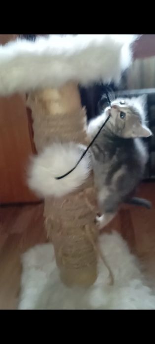 Шотланские Мальчик и девочка 1,2 месяца.