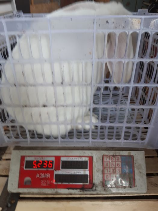 Продам крупных крольчих.