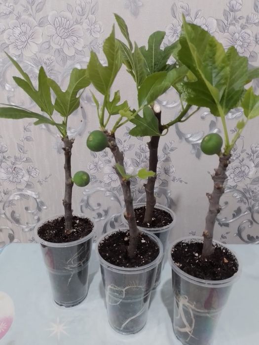 Укоренённые черенки инжира