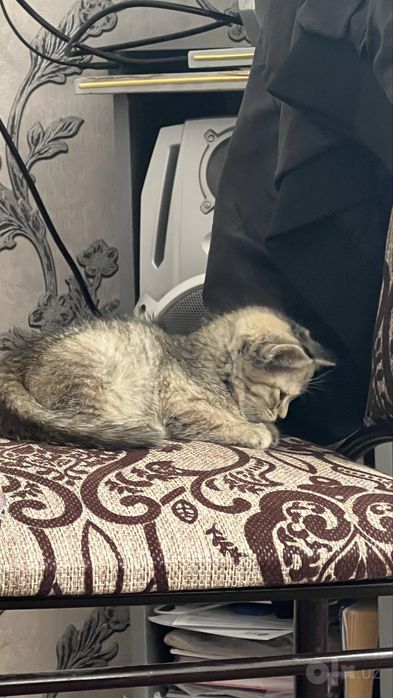 Котенок бесплатно