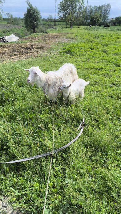 Йиб ичишига кафолат бераман