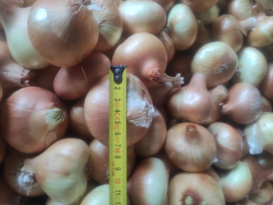 Лук Лясковец/Лясковски 58