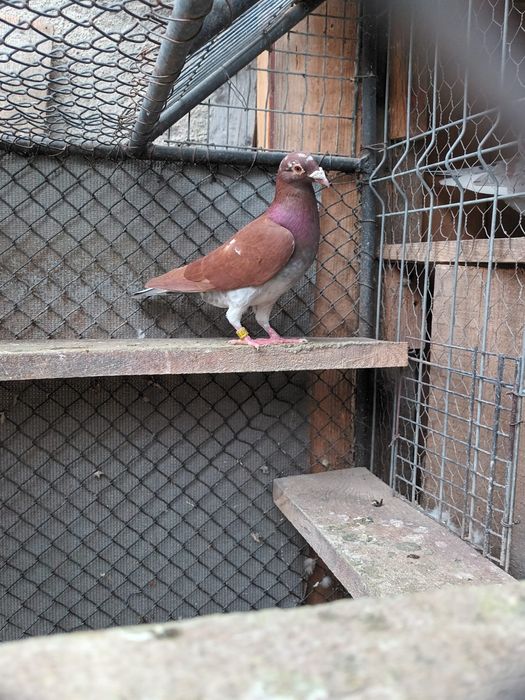 Porumbei meulemans trenton