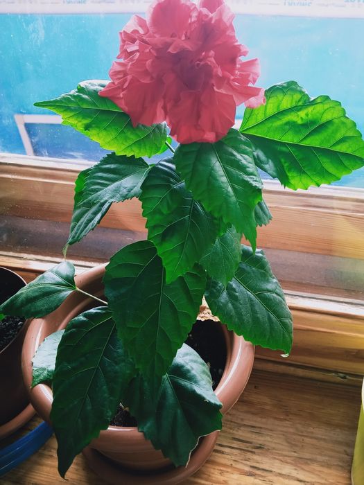 Цветы  комнатные.