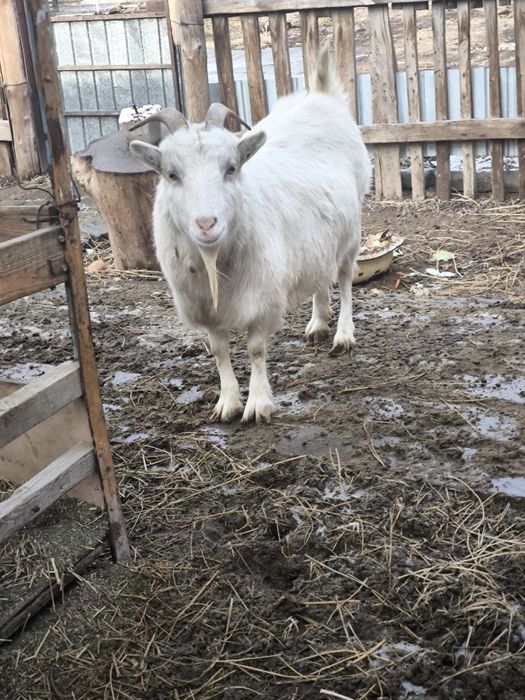 Орыс ешкі сатылады буаз