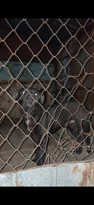 Питбуль (кобель 11 мес)