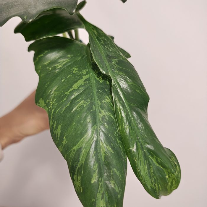 Philodendron - plantă naturală