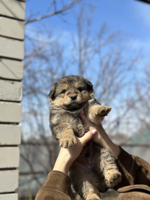 Отдам в добрые руки кутенка,мальчик