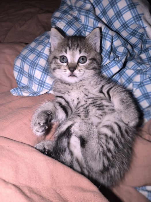 Британские котята