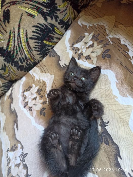 Отдам даром котят